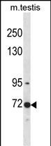 WB - Mouse Clk3 Antibody (N-term) AP14953A