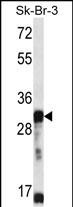 WB - OR5D13 Antibody (Center) AP14985c