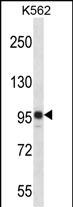 WB - SAP130 Antibody (C-term) AP16036B