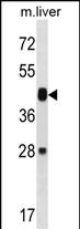 WB - Mouse Map2k6 Antibody (N-term) AP16108a