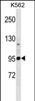 PCDHA4 Antibody (C-term) (Cat. #AP16113b) western blot analysis in K562 cell line lysates (35ug/lane).This demonstrates the PCDHA4 antibody detected the PCDHA4 protein (arrow).