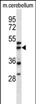 ACTR1A Antibody (Center) (Cat. #AP16117c) western blot analysis in mouse cerebellum tissue lysates (35ug/lane).This demonstrates the ACTR1A antibody detected the ACTR1A protein (arrow).
