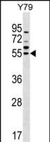 WB - FDXR Antibody (C-term) AP16132b