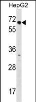 WB - NR2C1 Antibody (C-term) AP16146b