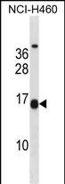 WB - MSGN1 Antibody (Center) AP16154c