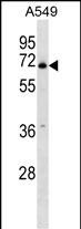 WB - PLBD2 Antibody (Center) AP16210c