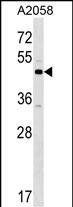 WB - XKR3 Antibody (C-term) AP16213b