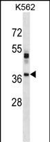 VSX1 Antibody (Center) (Cat. #AP16277c) western blot analysis in K562 cell line lysates (35ug/lane).This demonstrates the VSX1 antibody detected the VSX1 protein (arrow).