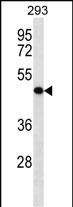 WB - KLRG2 Antibody (N-term) AP16310A