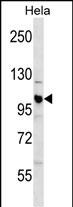 WB - CUL1 Antibody (C-term) AP16324b