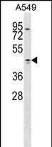 WB - TMOD1 Antibody (Center) AP16327c