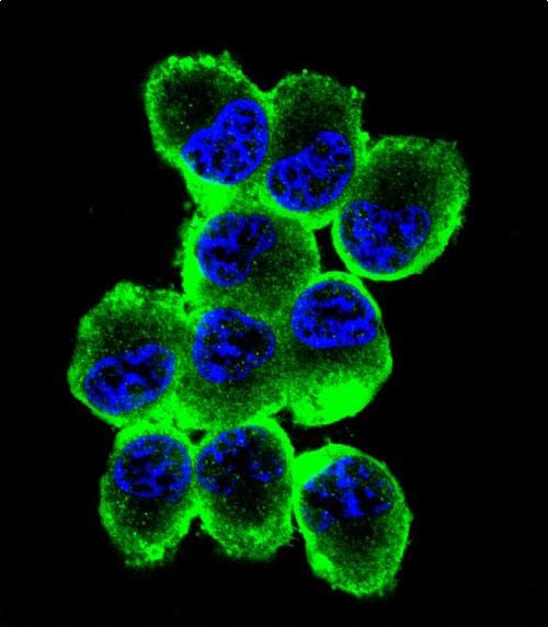 Confocal immunofluorescent analysis of MBP Antibody (Ascites)(Cat#AM2005a) with NCI-H460 cell followed by Alexa Fluor� 488-conjugated goat anti-mouse lgG (green).DAPI was used to stain the cell nuclear (blue).