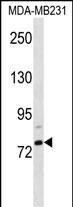 WB - ELL2 Antibody (C-term) AP16355b