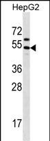 WB - GRHL1 Antibody (Center) AP16357c