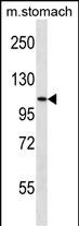 WB - SH3RF3 Antibody (C-term) AP16360B