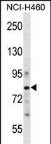 CDCP1 Antibody (C-term) (Cat. #AP16364b) western blot analysis in NCI-H460 cell line lysates (35ug/lane).This demonstrates the CDCP1 antibody detected the CDCP1 protein (arrow).