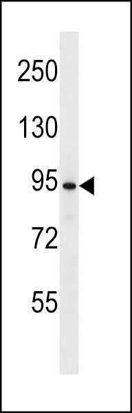WB - UBP37 Antibody (N-term) AP16380a