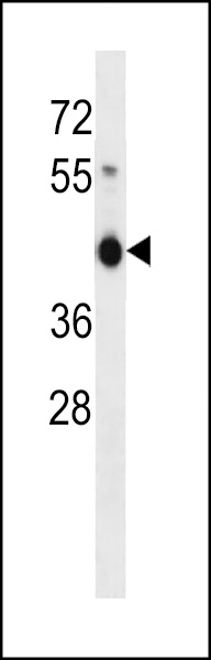WB - ZNF843 Antibody (Center) AP16394c