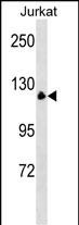 WB - MYT1 Antibody (N-term) AP16407a