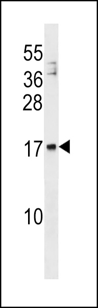 WB - MANF Antibody (N-term) AP16437a