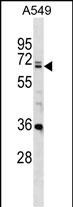 WB - DDX28 Antibody (C-term) AP16447b