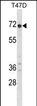 WB - GPC2 Antibody (N-term) AP16469a