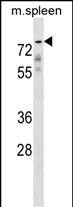 WB - GPC2 Antibody (N-term) AP16469a