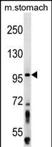 ZW10 Antibody (N-term) (Cat. #AP16473a) western blot analysis in mouse stomach tissue lysates (35ug/lane).This demonstrates the ZW10 antibody detected the ZW10 protein (arrow).