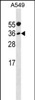 WB - MYF5 Antibody (N-term) AP16491a
