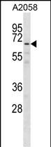 WB - GPKOW Antibody (Center) AP16513c