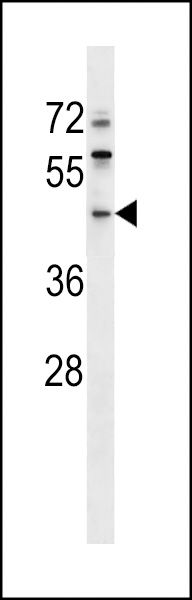 WB - ERI1 Antibody (N-term) AP16515A