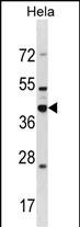 WB - DND1 Antibody (Center) AP16527c