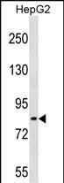 WB - TSC22D2 Antibody (N-term) AP16530A