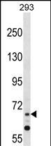 WB - ZNF214 Antibody (N-term) AP16539A