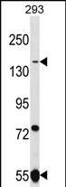 WB - UHRF1BP1L Antibody (Center) AP16540C