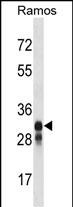 HLA-DMB Antibody (Center) (Cat. #AP16546c) western blot analysis in Ramos cell line lysates (35ug/lane).This demonstrates the HLA-DMB antibody detected the HLA-DMB protein (arrow).