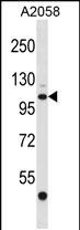 WB - EDEM3 Antibody (C-term) AP16556b