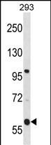 WB - TMCO4 Antibody (N-term) AP16609a