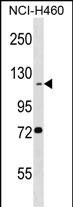 WB - BEND3 Antibody (C-term) AP16612b