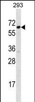 WB - SRP54 Antibody (C-term) AP16615b