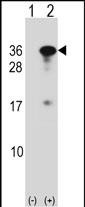 WB - RYBP Antibody (N-term) AP16629A