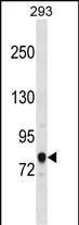 ACSL3 Antibody (C-term) (Cat. #AP16647b) western blot analysis in 293 cell line lysates (35ug/lane).This demonstrates the ACSL3 antibody detected the ACSL3 protein (arrow).