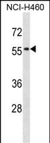 WB - SIGLEC5 Antibody (N-term) AP16649a