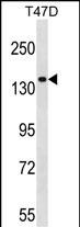 WB - MYO1E Antibody (N-term) AP16650a