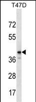 WB - ZNF124 Antibody (N-term) AP16656A