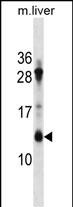ATP5G1 Antibody (Center) (Cat. #AP16683c) western blot analysis in mouse liver tissue lysates (35ug/lane).This demonstrates the ATP5G1 antibody detected the ATP5G1 protein (arrow).