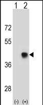 WB - SPEM1 Antibody (Center) AP16687c