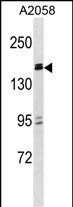 WB - ZBTB38 Antibody (N-term) AP16697a