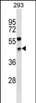 CCNG2 Antibody (Center) (Cat. #AP16698c) western blot analysis in 293 cell line lysates (35ug/lane).This demonstrates the CCNG2 antibody detected the CCNG2 protein (arrow).