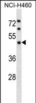 WB - KPTN Antibody (Center) AP16710c